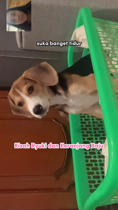 Anabul teaches that happiness is simple🥹♥️ #cutedog #shorts