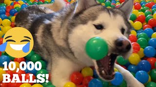 10,000 Balls In Our New Home For Ours Kids & Huskies! [TRY NOT TO SMILE!]