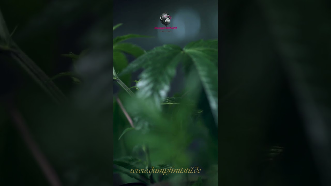 🌱🔥 Growshop Dampf Mit Stil – 🌿 