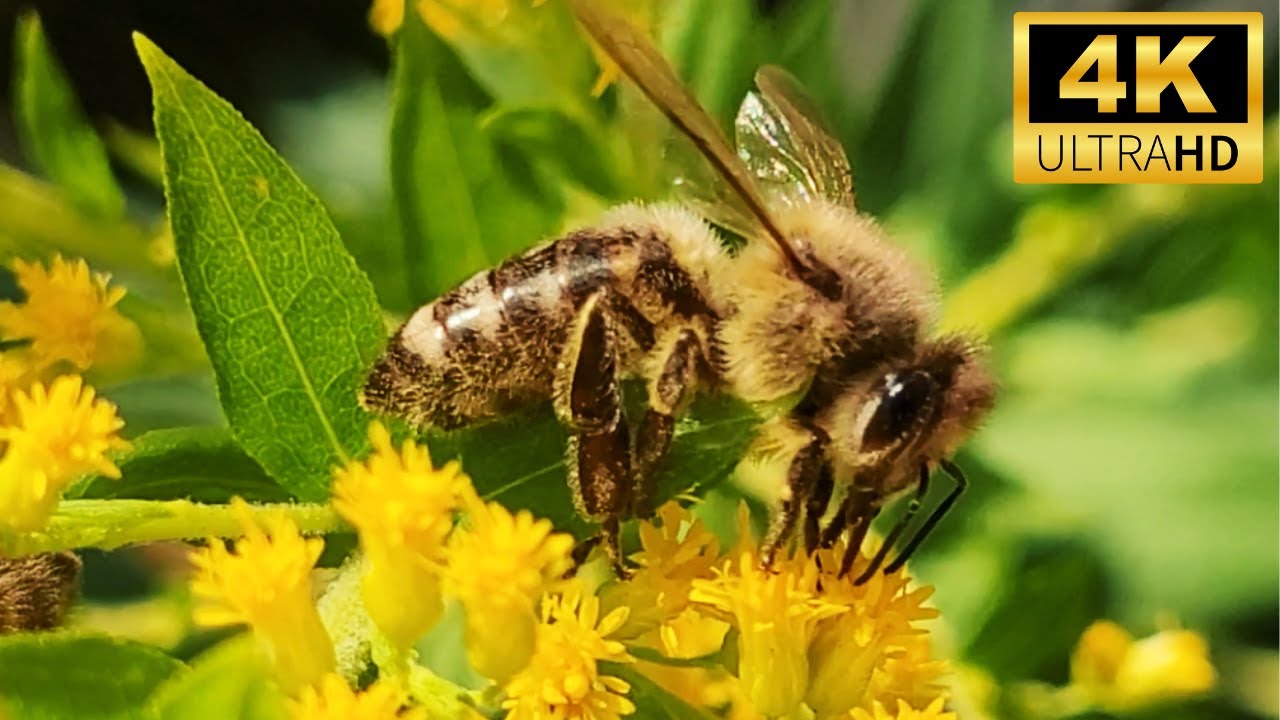 Nature's Symphony: 100 Minutes of Macro Honey Bees & Relaxing Music 4K ...