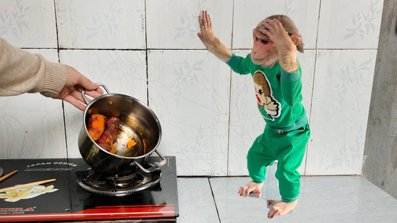 Hilarious moment! Monkey Luk saves the burnt pot of potatoes when dad falls asleep