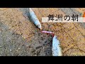 〜舞洲の朝 2021 〜　サバが釣れたので〆さばに。