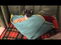 Female cat Myamiko love Anpanman、雌猫ミャミコはアンパンマンが大好き