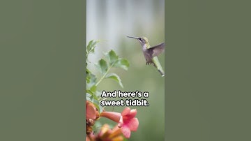 Hummingbirds: Faster than a Blink of an Eye  #animals #love #shorts