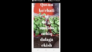 QOVUN KOʻCHATLARINI DOʻGA USULIDA OCHIQ DALAGA EKISH