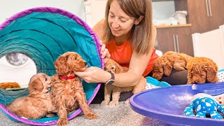 Mini Goldendoodle Puppies Conquer Their Fears Of The Tunnel by Doodles of NC 26,597 views 7 months ago 13 minutes, 45 seconds