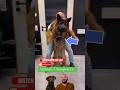 #chiropractic #duet #pistenbully #dog #funny #amnewbutnottheleast #hund #puppy #asmr #doglife