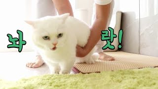 집사가 안으려고하면 싫다고 엉엉 우는 고양이😹 by 냥찌나맘 3,888 views 2 years ago 4 minutes, 34 seconds