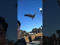 🦜 Why You Should NEVER Cut a Parrot’s Wings 😢 #animallife #parrot #shorts