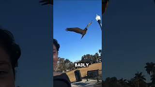 🦜 Why You Should NEVER Cut a Parrot’s Wings 😢 #animallife #parrot #shorts
