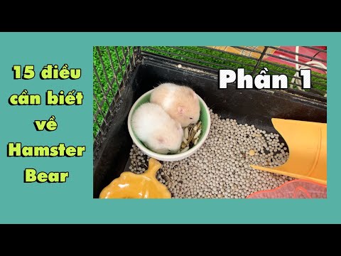 Video 15 câu hỏi về Hamster Bear Phần 1 | Thiên Đường Thú... - youtube