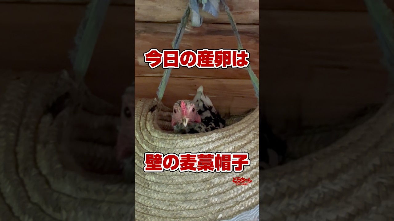 Tama-chan the Japanese Bantam jumps onto a straw hat hanging on