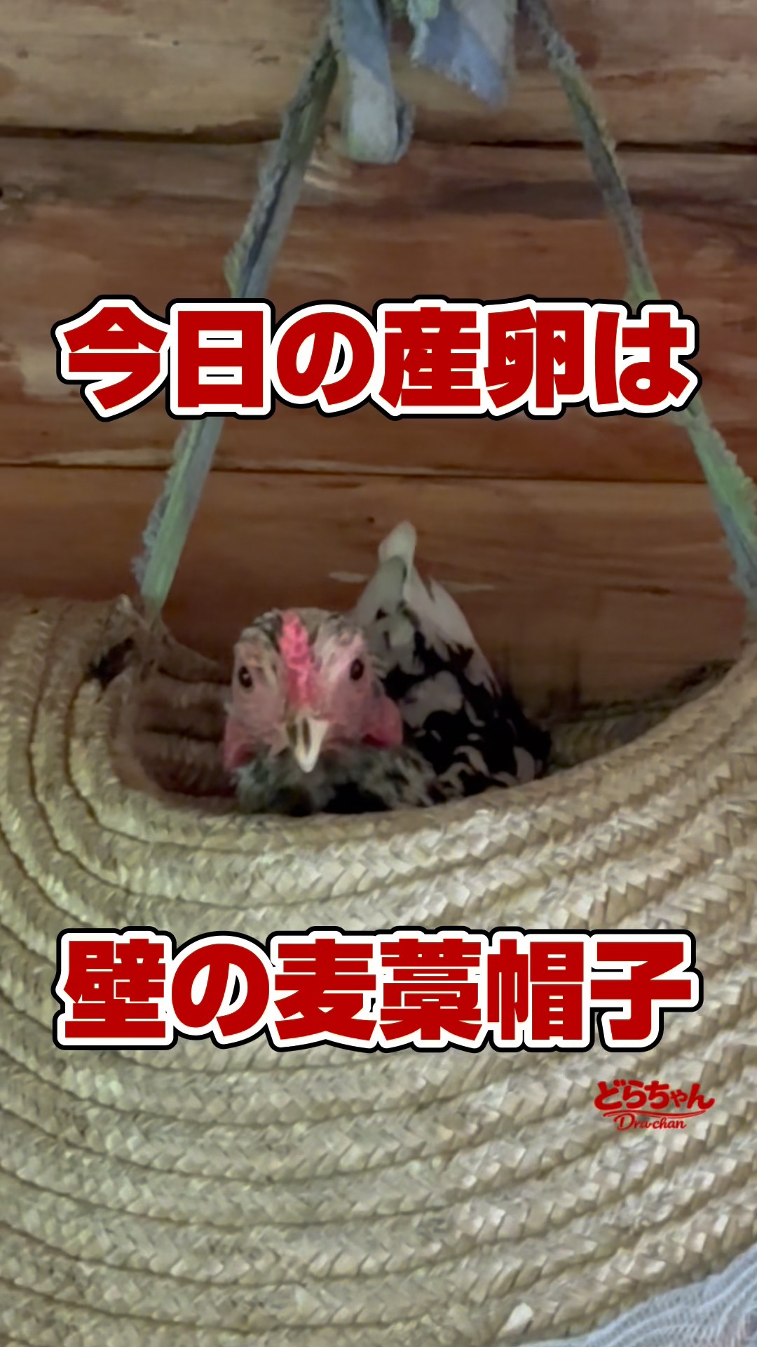 Tama-chan the Japanese Bantam jumps onto a straw hat hanging on