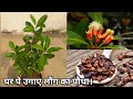 लौंग के पौधे को घर में कैसे उगाए || How to grow Clove ( laung ) Plant at Home