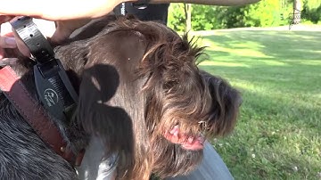 Bird Dog Boot Camp: Proper E-Collar Introduction