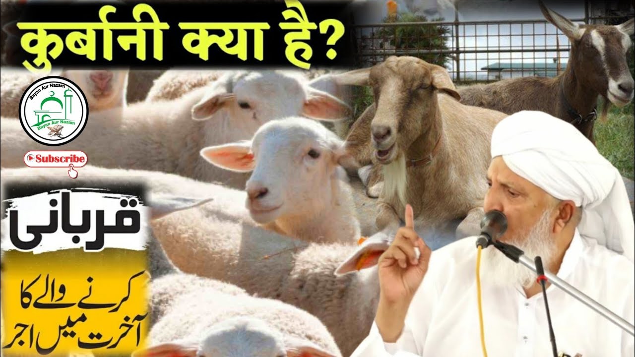 Qari Rashed Sab Qurbani Kiya Hai ? Qurbani Ka Sawab Kitna Hai ? Hazrat Qari Rashid ...