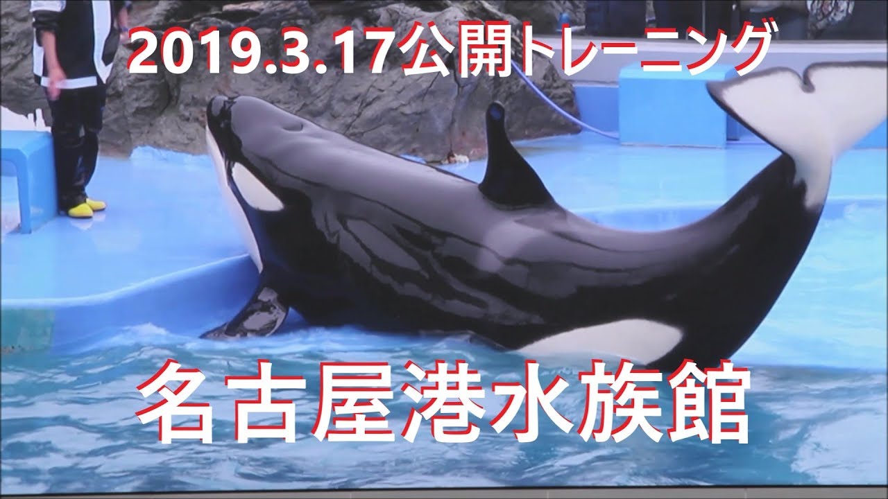 ゆー様 名古屋港水族館シャチ 鴨川シーワールド シャチ7匹 ゆー様 名古屋港水族館シャチ 鴨川シーワールド シャチ7匹 日本