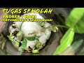 Data Pertumbuhan Tanaman Toge Selama 5 Hari Dikumpulkan Melalui