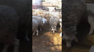 Koyun Çiftlik Köy Doğa Kuşsesi Feke Kozan Keçi Küçükbaşşfet Ğa Ik