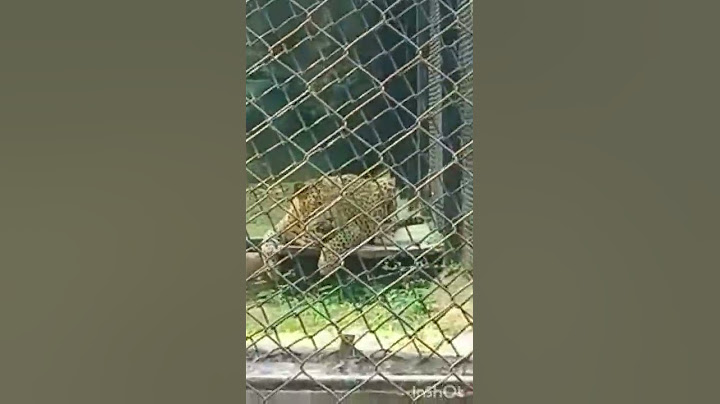 vandalur zoo cheetah #vandalurzoocheetah