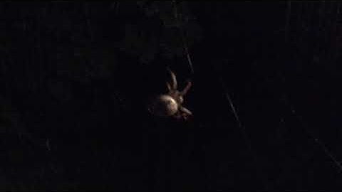 FLASH WARNING flash strobe warning [EPILEPSY WARNING] Spider making web *Photosensitivity Warning*