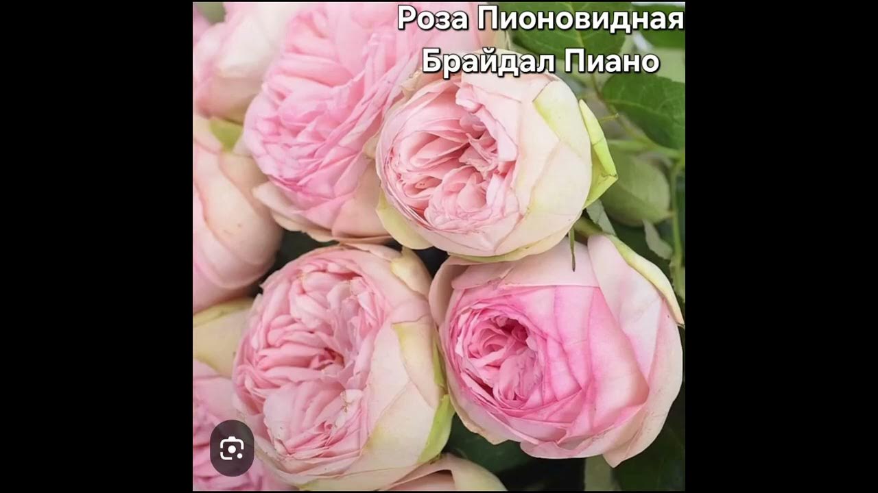 роза чарминг пиано: 15 тыс изображений найдено в Яндекс.Картинках Розы