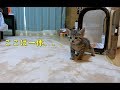 生後一ヶ月の子猫が初めてお家に来た時の反応 The reaction when the baby kitten first came to the house