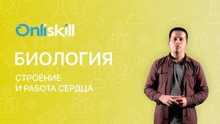 Биология 8 класс: Строение и работа сердце Биология 8 класс: Строение и работа сердце