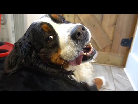 First bath in FOUR years! Beautiful Bernese Mountain Dog transformation