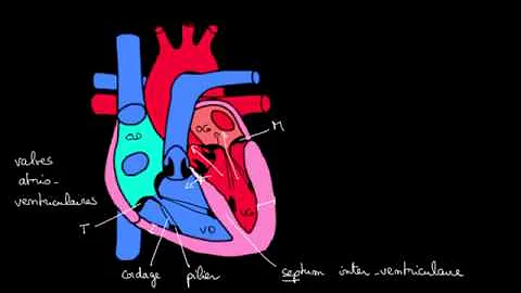 Comment s'appelle la paroi du cœur ?