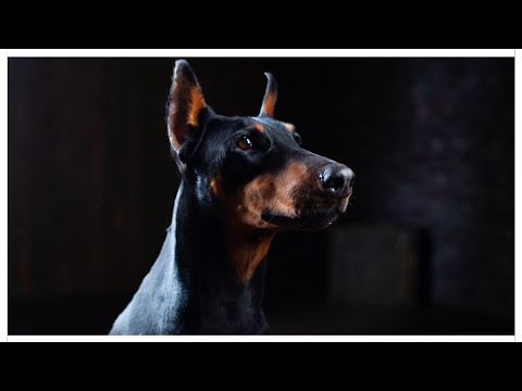 doberman pinscher real