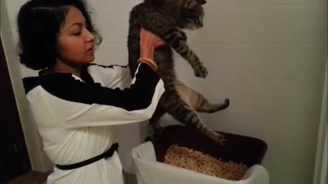 Cat Expressing Bladder YouTube