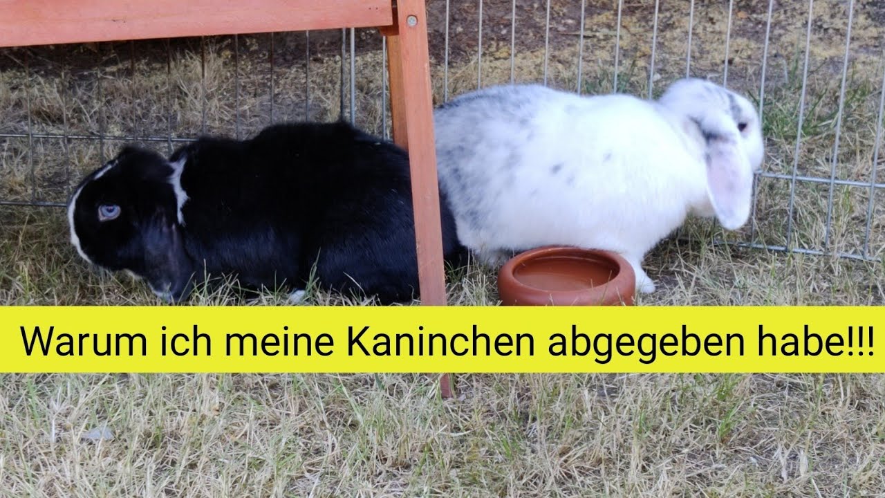 Warum Stampfen Kaninchen : 10 Typische Kaninchen Geräusche Und Ihre ...