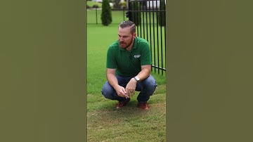 Did your green lawn turn brown after a mowing?  #turflife