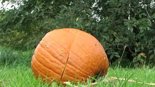 How to Kill a Pumpkin