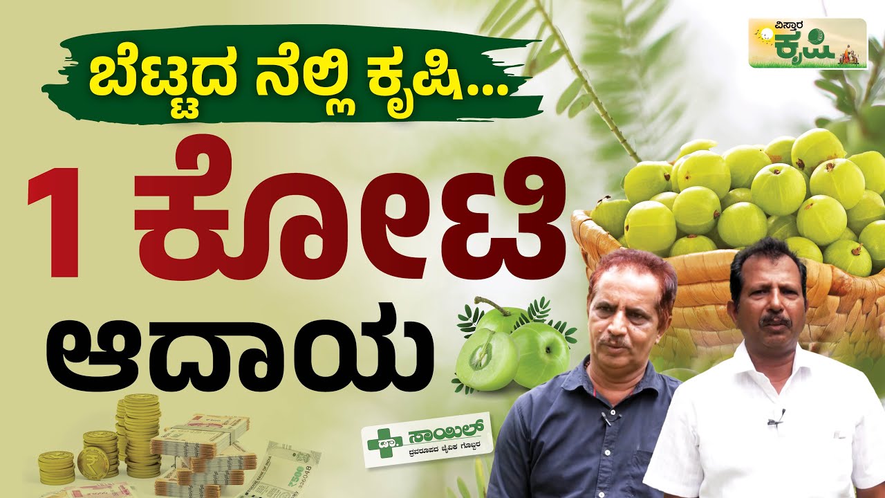 ಬೆಟ್ಟದ ನೆಲ್ಲಿಕಾಯಿ ಎಕರೆಗೆ 2 ಲಕ್ಷ ಲಾಭ..! | Vistara Krishi | 🌳 Amla Farming: Grow Your Own Amla Trees