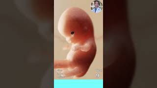 Fetus development week by week / pregnancy development