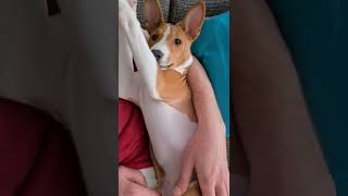 Shy basenji ☺ #puppy #basenji #lovemydog #bestdog