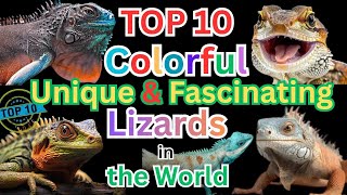 Top 10 Most Beautiful Lizards | Colorful Lizards in world