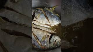Download Lagu Frying Pampano MP3 Download Lagu Frying Pampano MP3