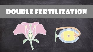 Double Fertilization (Angiosperms) | Plant Biology
