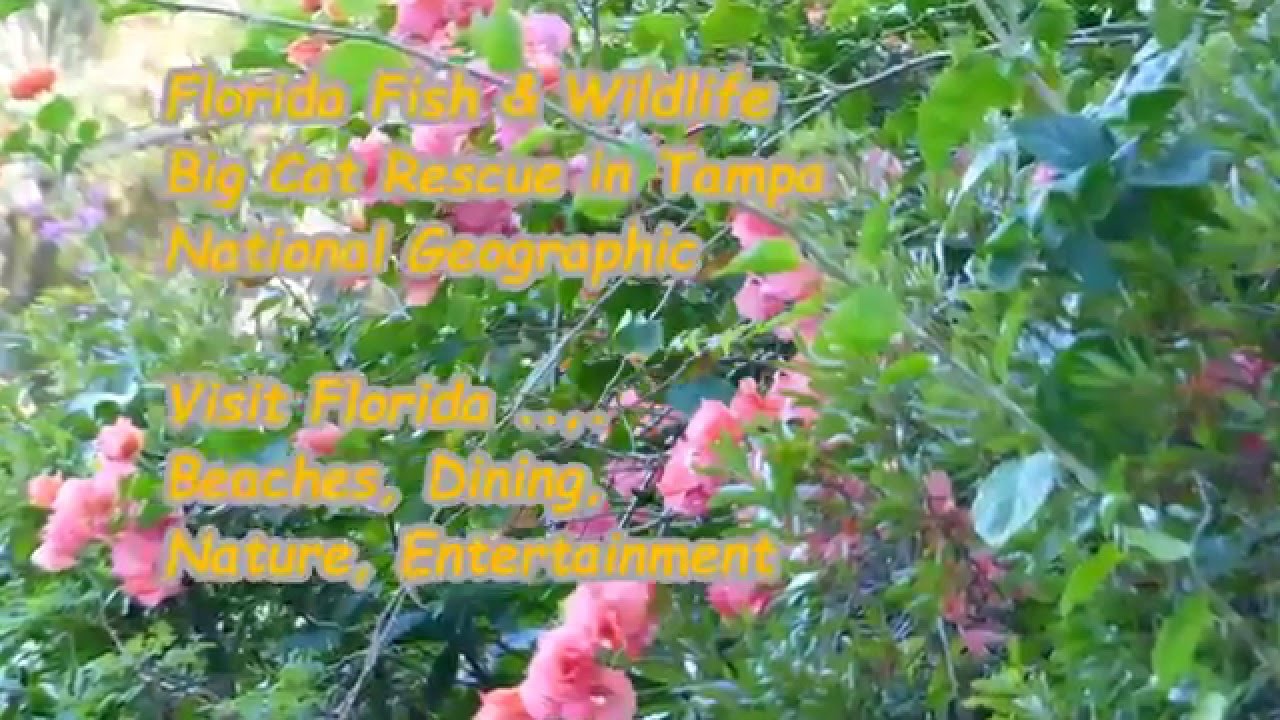 MASTER GUIDE - Quick Access to  Manatee County, Florida & Beyond