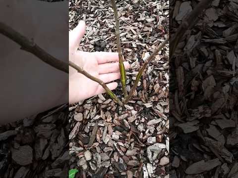 Гортензия метельчатая весной!