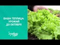 Ваша теплица - урожай до октября