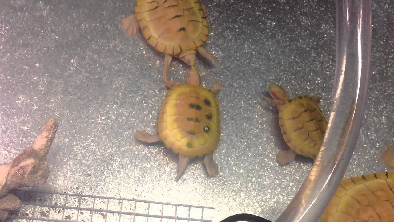 Albino Redears dancing