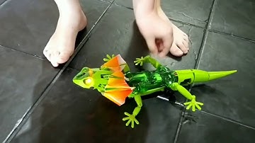 Part 2. Frilled Lizard robot kit in action.