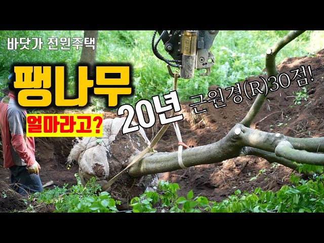 마당에 20년짜리 거대한 팽나무를 심었습니다. 작업이 정말 엄청나게 섬세하더군요! 바닷가에서 잘 자란다는 고…