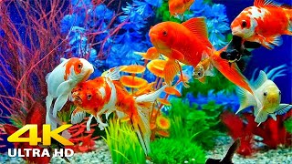 Aquarium 4K Video Ultra Hd Beautiful Relaxing Coral Reef Fish - Relaxing Sleep Meditation Music