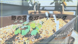 ベランダで山野草を♪ プランターガーデニング