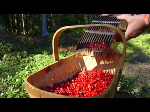 Video: Lingonberry mevasini qozonlarda qanday ekish kerak - konteynerlarda lingonberry etishtirish